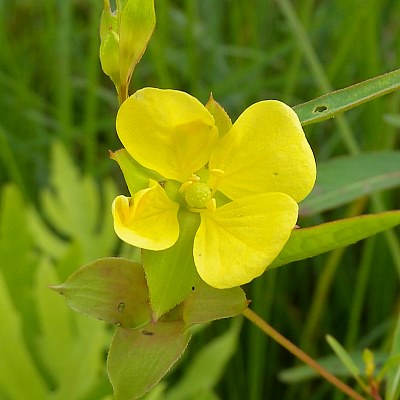 Seedbox (Ludwigia alternifolia)