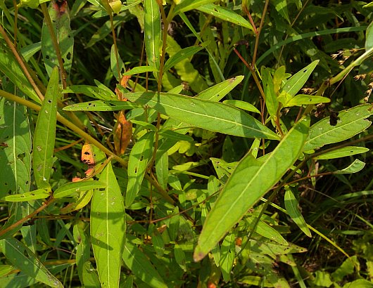 Seedbox (Ludwigia alternifolia)