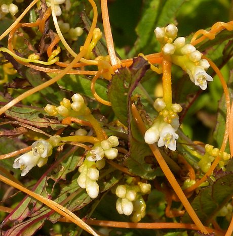 Cuscuta polygonorum image