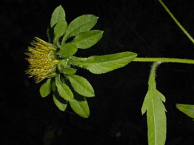 Bidens puberula image