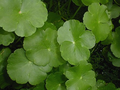 Hydrocotyle ranunculoides image