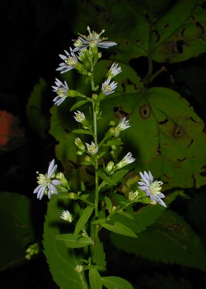 Blue Wood Aster Symphyotrichum cordifolium