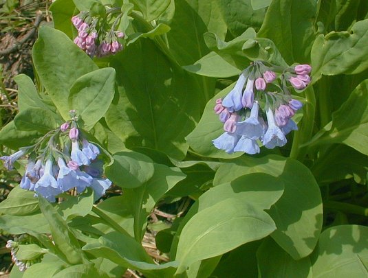 Virginia Bluebells (Mertensia virginica)