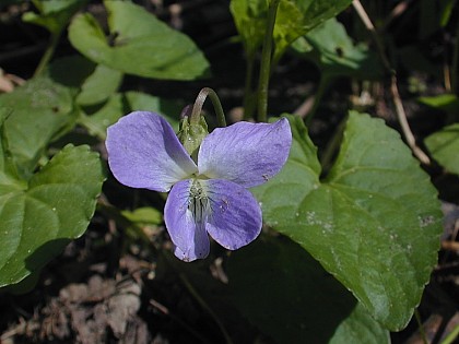 Viola missouriensis image