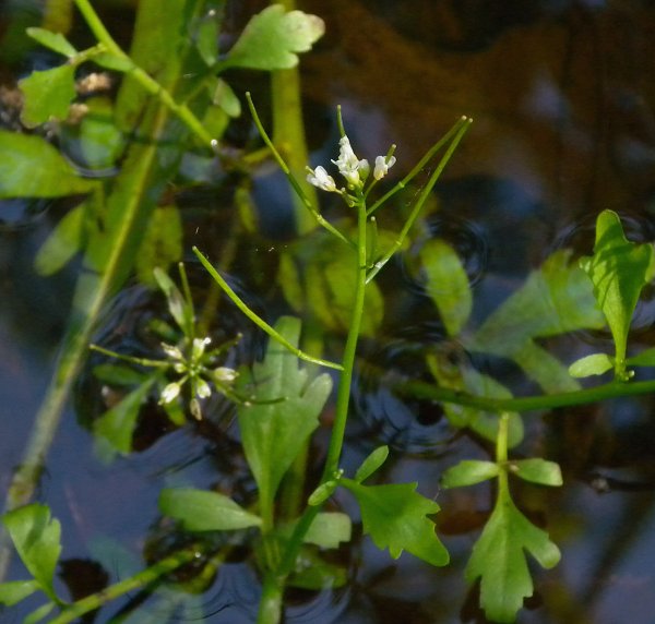 Pennsylvania Bitter Cress (Cardamine pensylvanica)