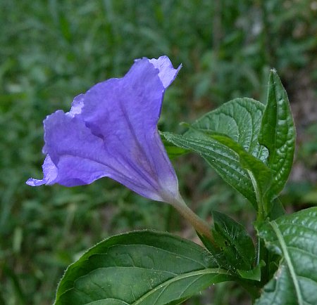 Ruellia strepens image