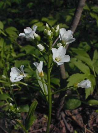 Cardamine rhomboidea image