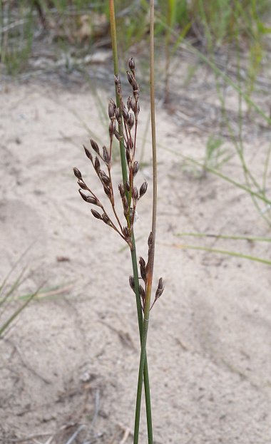 Two Plants with Seedheads