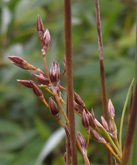 Two Panicles of Seedheads