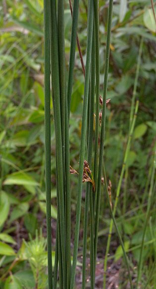 Several Stems