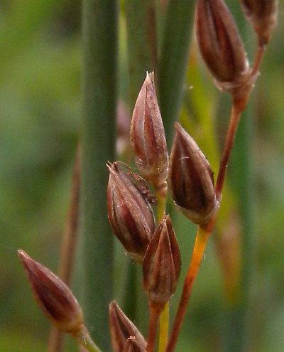 Close-up of Seedheads