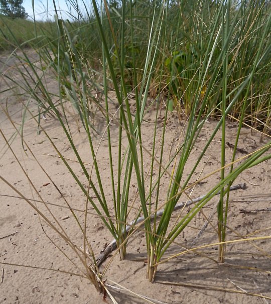 Resultado de imagen de Ammophila breviligulata