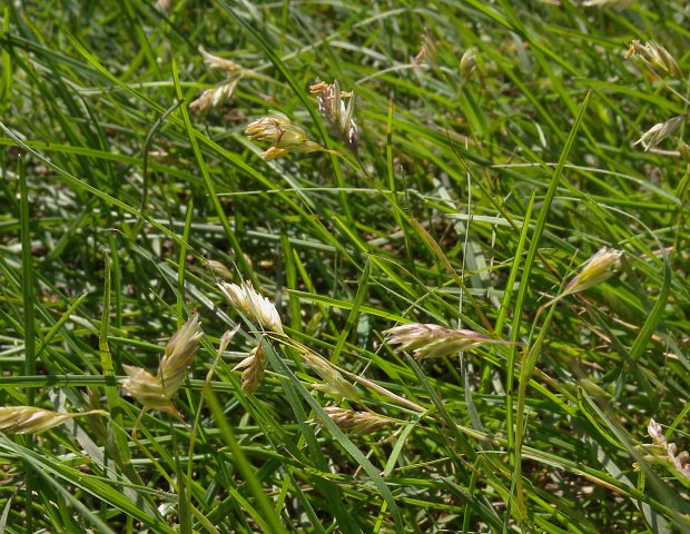 Трава ар. Bouteloua dactyloides (Buffalo grass). Buffalo grass. Буйволова трава