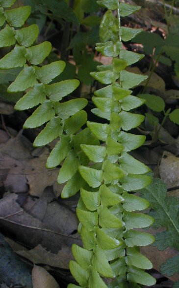 Maidenhair SPLEENWORT fern 20 rhizomes- asplenium platyneuron