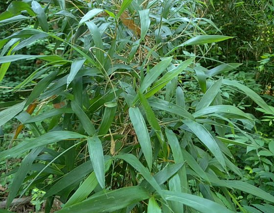 10 Bamboo/cane ""Arundinaria Gigantea" giant river cane native plant 