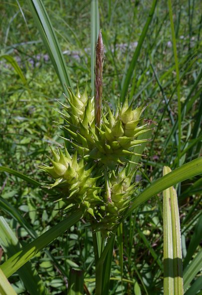 Hop Sedge (Carex lupulina)