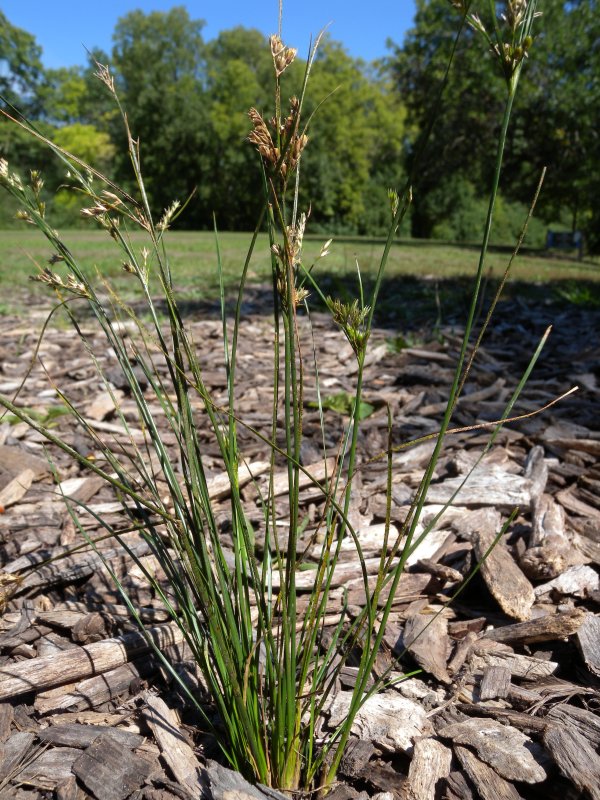 Inland Rush (Juncus interior)