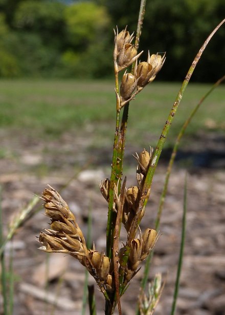 Inland Rush (Juncus interior)
