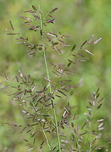 Eragrostis deals