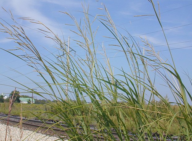 Image of Cordgrass (Spartina pectinata)