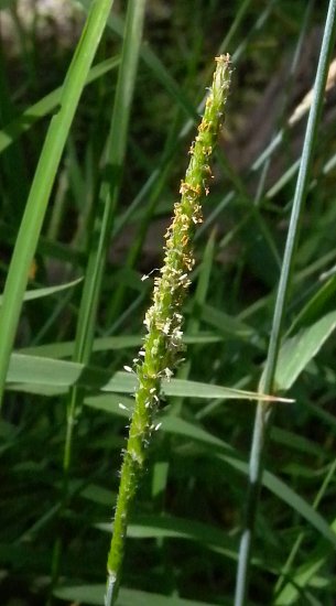 Close-up of Spike-like Panicle