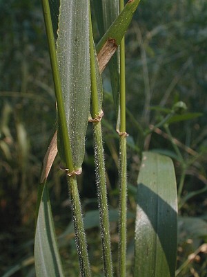 Silky Wild Rye (Elymus villosus)