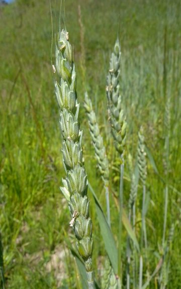 Wheat aestivum)