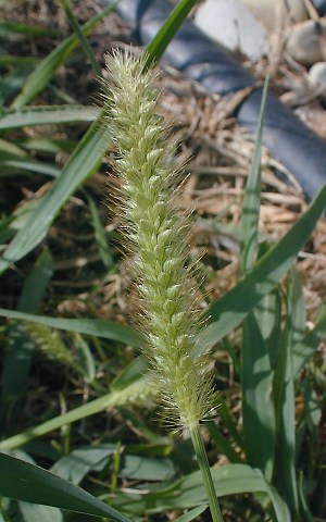 Yellow Foxtail (Setaria pumila)
