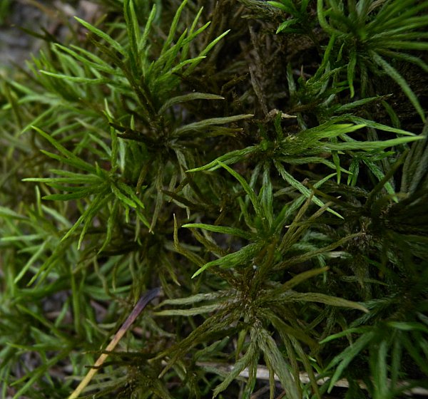 Tree Moss For Sale