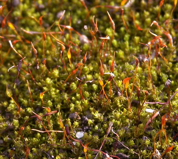 Mat of Dry Plants with Sporophytes