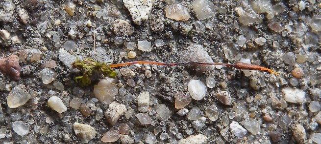 Plant with Capsule Body showing Hair-like Teeth