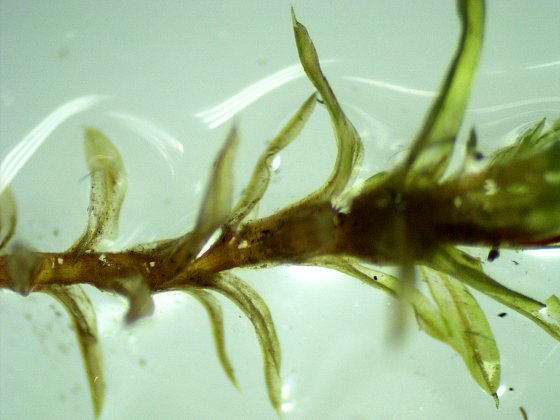 Moist Leafy Stem