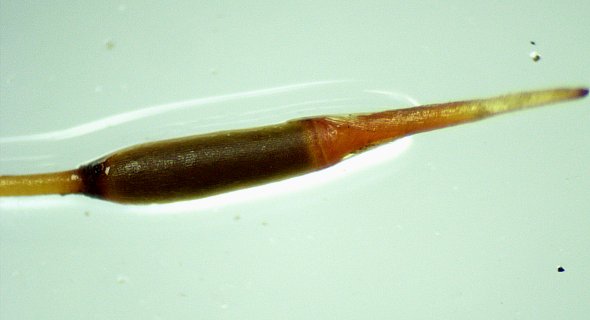 Capsule Body with Lidy and Hood