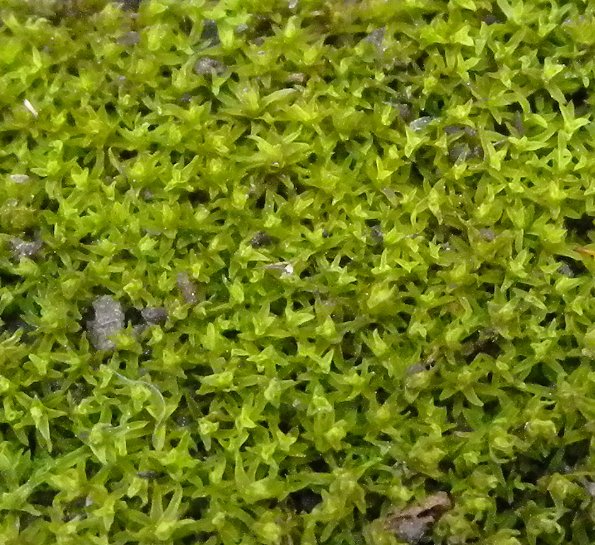 Mat of Moist Plants