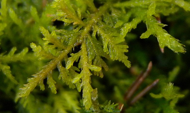 Thuidium Moss For Sale