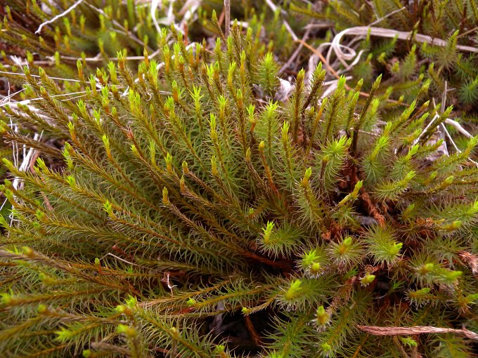 Common Haircap Moss (Polytrichum commune) Common Haircap Moss (Polytrichum commune)