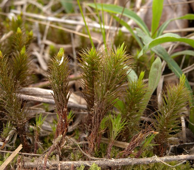Common Haircap Moss (Polytrichum commune) Common Haircap Moss (Polytrichum commune)
