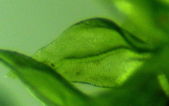 Graceful Chain Moss (Leskea gracilescens)