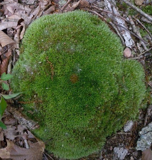 Cushion Moss - Leucobryum glaucum