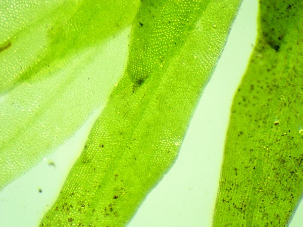 Water Pocket Moss (Fissidens fontanus)