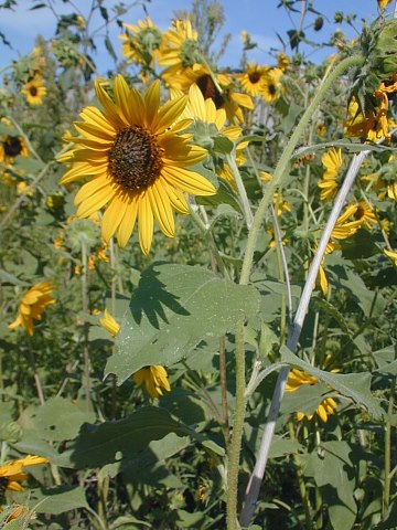 Image of Sunflower annual