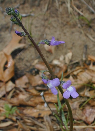 Blue Toadflax (Nuttallanthus canadensis)