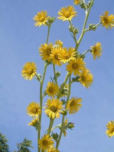 Image of Compass plant (Silphium laciniatum)