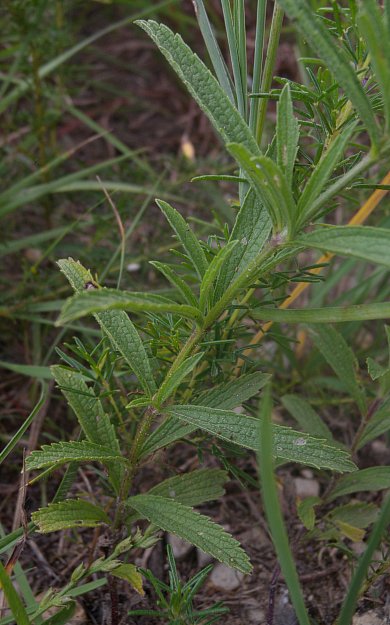 Narrow-Leaved Vervain (Verbena simplex)