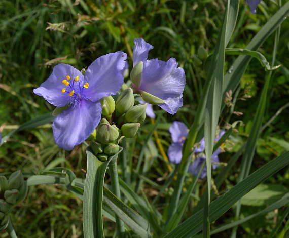 oh_spiderwort1.jpg