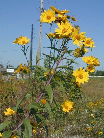 Image of Sawtooth sunflower (Helianthus grosseserratus)
