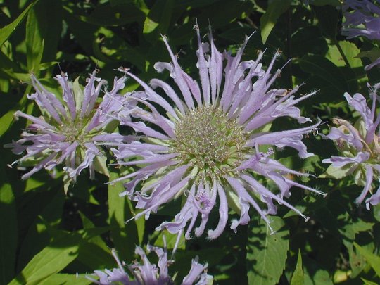 Bergamot Plant Images