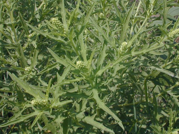 Western Ragweed (Ambrosia psilostachya)