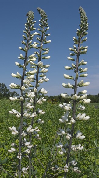 White Wild Indigo Baptisia alba macrophylla