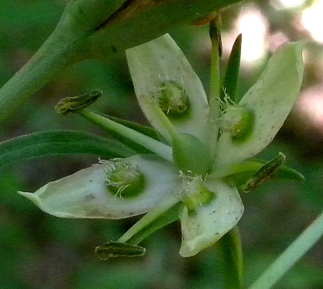 Close-up of Flower